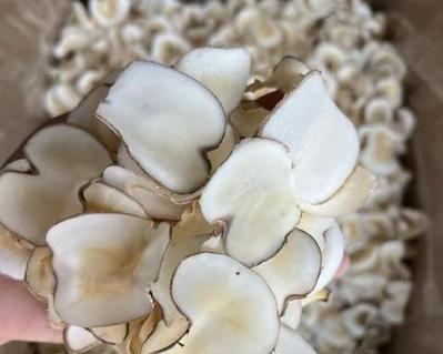 探秘神秘的海底椰（海洋之中的异乡植物）
