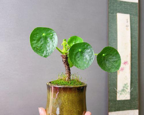 如何选购适合的铜钱草？（铜钱草选购攻略及注意事项）