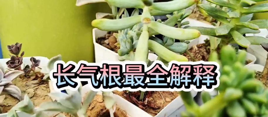 红稚莲多肉植长气根的处理方法（打造健康多肉植物，从处理长气根开始）