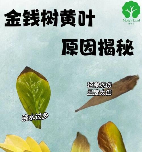 如何处理金钱草叶子发黄问题？（解决金钱草叶子发黄的简单方法，保持绿色植物的生命力）