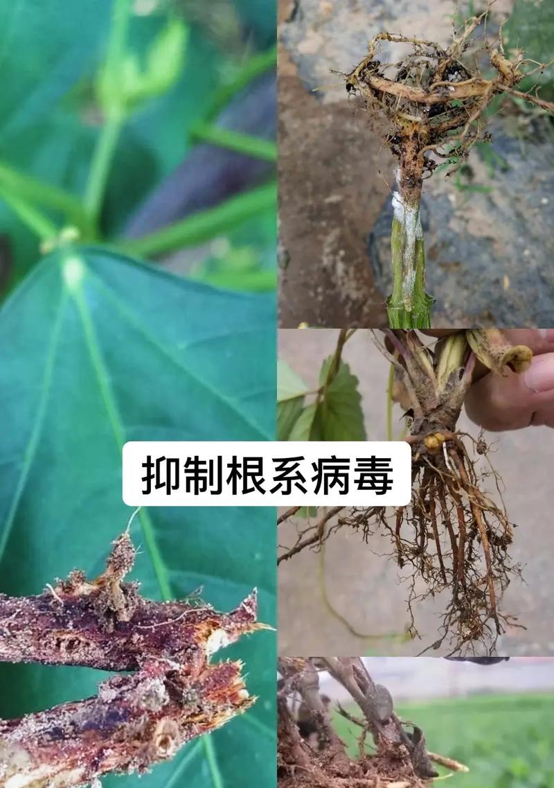 花草缺水与根腐的判断方法及处理措施（鉴别缺水或根腐的关键在于细心观察和适时处理）