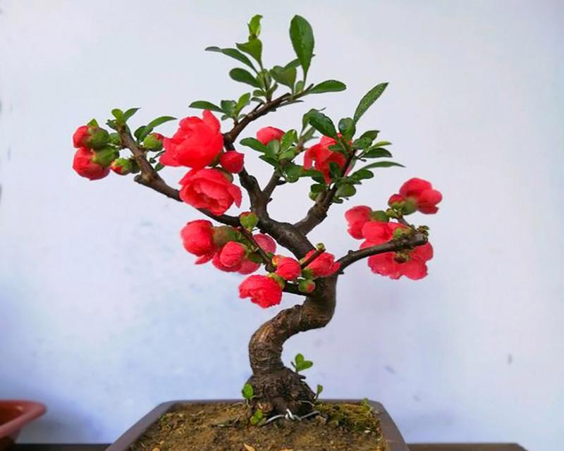 全面指南（了解松树梅的关键养护要点，让您的植物焕发生机）
