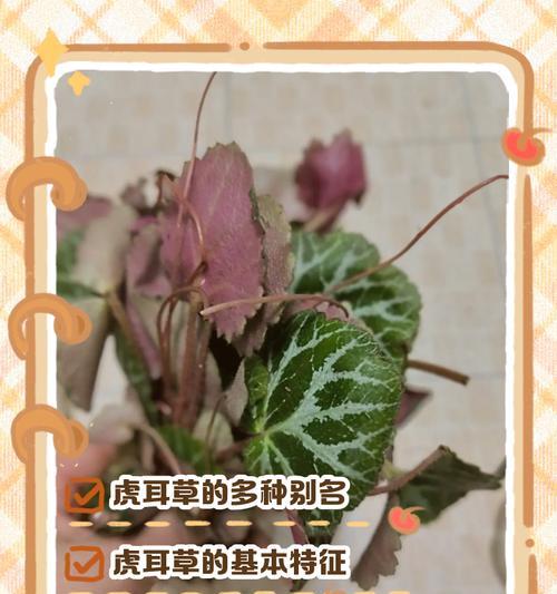 石头盆景与虎耳草的完美结合（创造美丽的自然艺术品，轻松种植虎耳草）