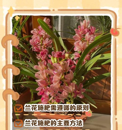 兰花专用肥的正确使用方法（让您的兰花健康茁壮的秘诀大揭秘）