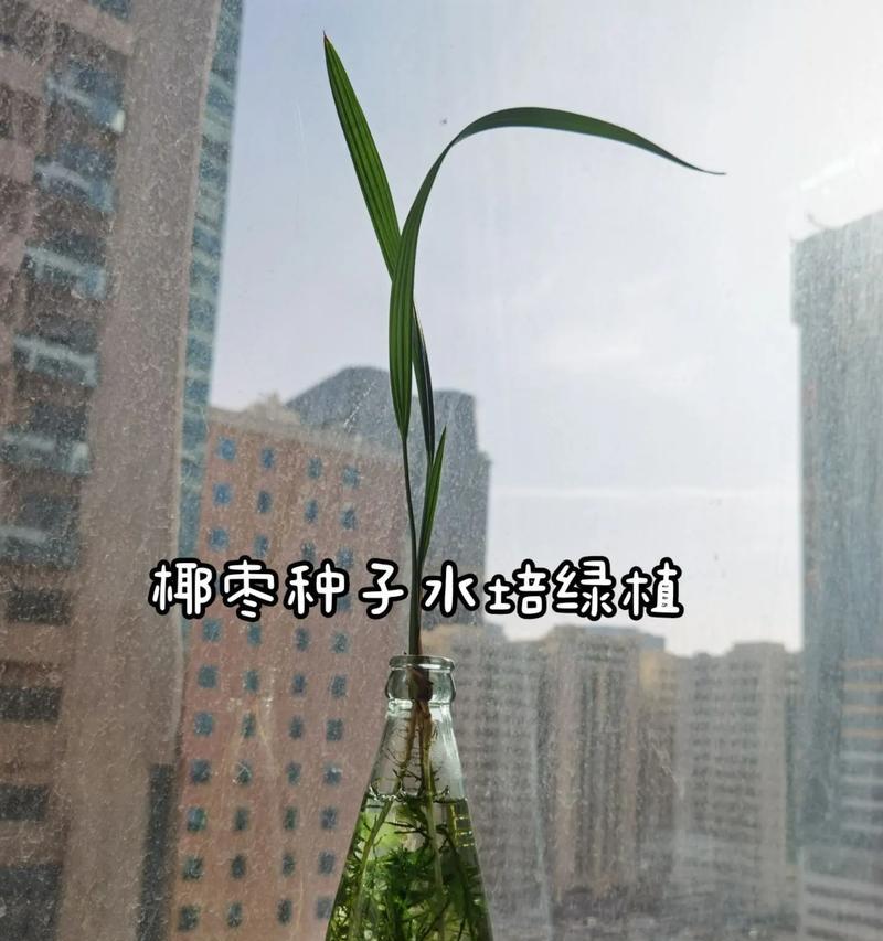 种椰子的方法和技巧（发芽的椰子是如何种植的？）