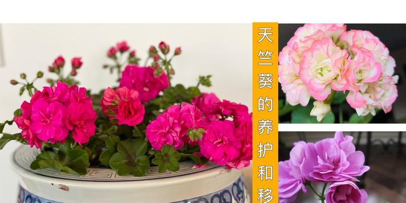 天竺葵小苗盆栽的选择与栽培技巧（选择合适的盆器，让天竺葵健康生长）