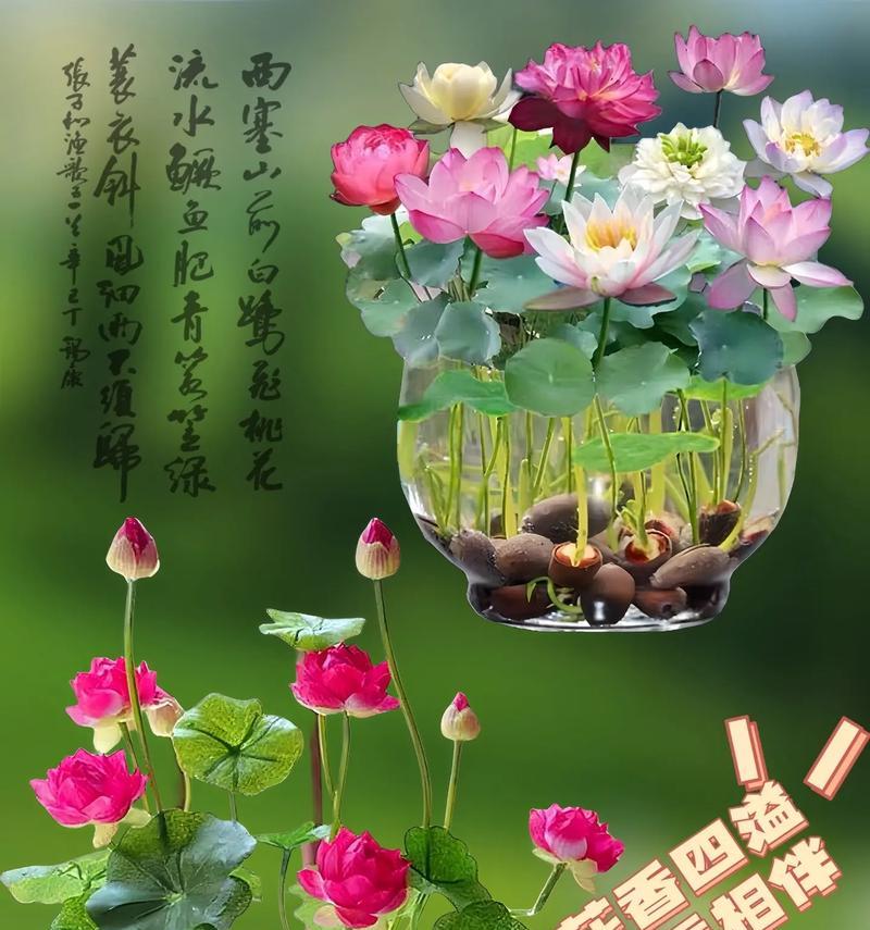 荷花种子的水养方法（教你如何正确地给荷花种子浇水）