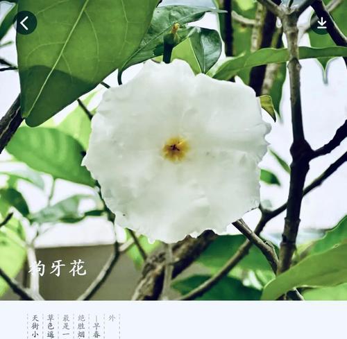 丁香花与狗牙花，两种迥异的花卉品种（探索丁香花和狗牙花的异同点和魅力所在）