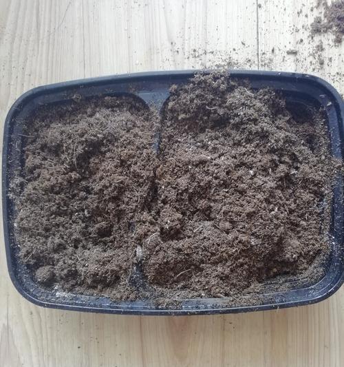 紫罗兰多肉种子的种植方法（从种子到多肉花盆，打造属于自己的紫罗兰花园）