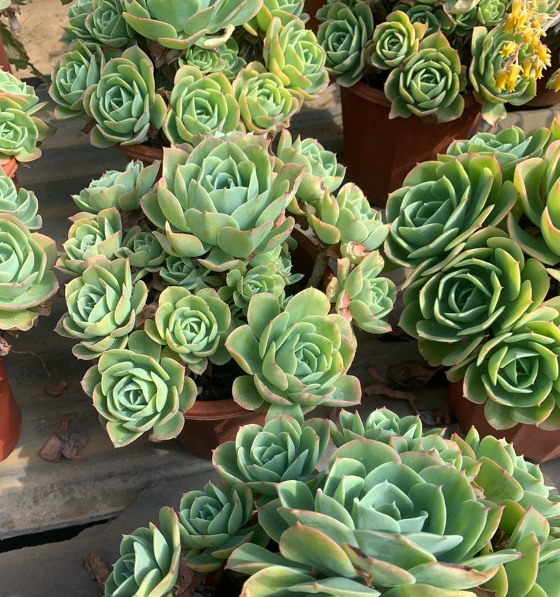 多肉植物玫瑰的养殖方法（打造居家花园，享受多肉玫瑰的美丽与独特）
