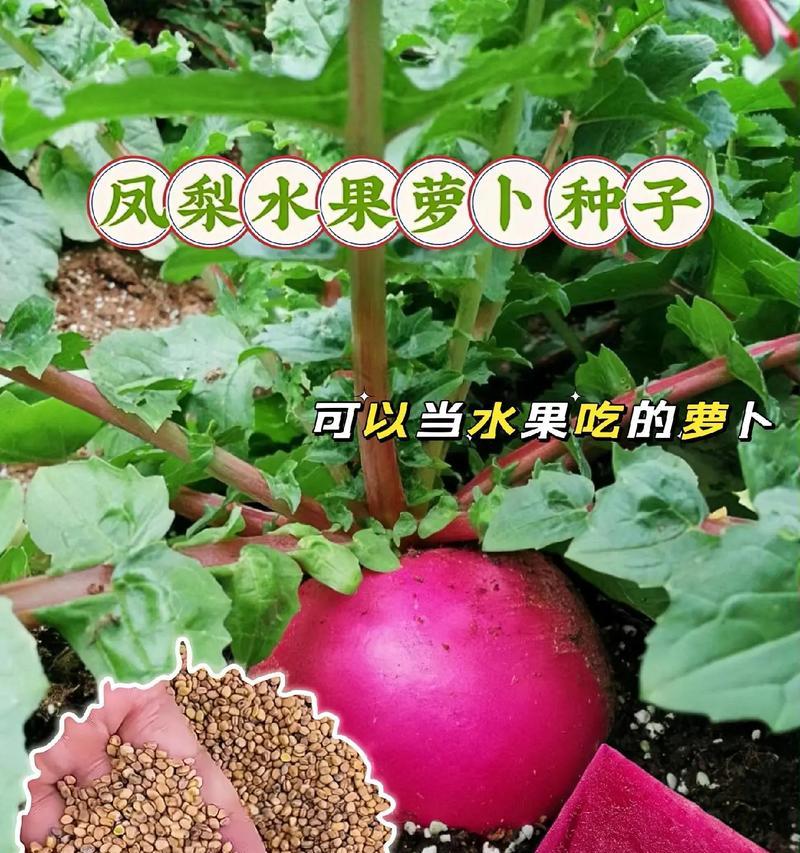 胡萝卜种子的获得与培育（从花到种子，胡萝卜生长全过程）