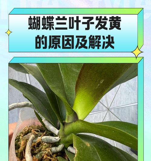 蝴蝶兰不长叶子怎么办？（15个有效方法帮助您解决蝴蝶兰不长叶子的问题！）