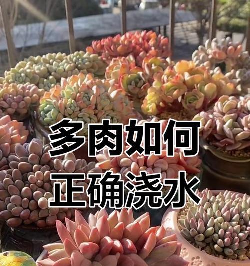 南方10月多肉浇水技巧大揭秘（合理浇水，让多肉健康成长）