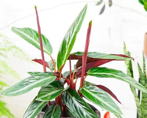 金线竹芋养护指南（打造绿意盎然的室内装饰植物）