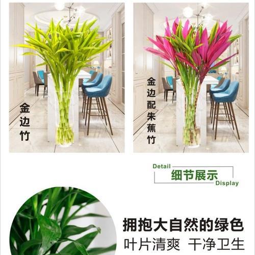 松红梅可以水养吗？水养松红梅的方法与注意事项（水养松红梅，善待花木生命；让松红梅在水中舒展生机）