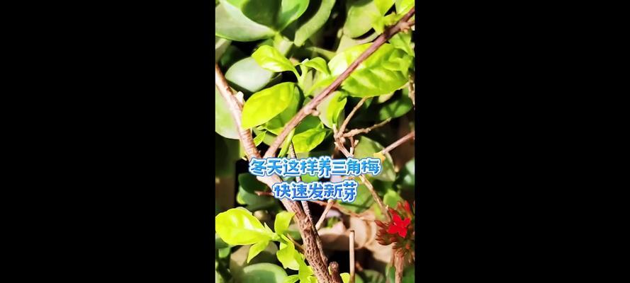 冬天如何养活三角梅（关键技巧和注意事项）