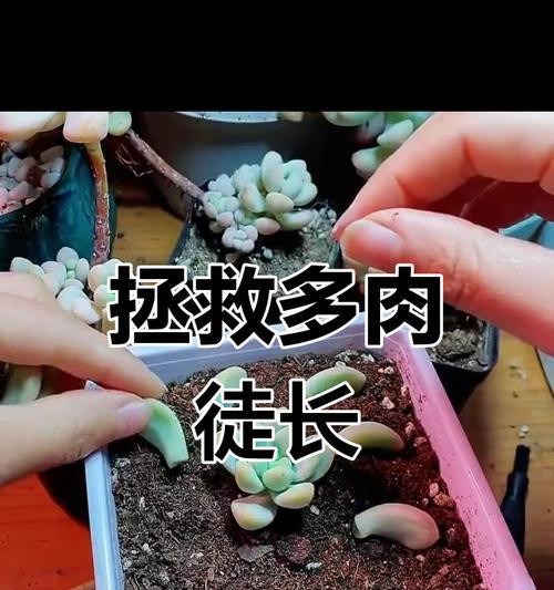 如何控制徒长的多肉变小（简单方法让多肉恢复紧致健康）