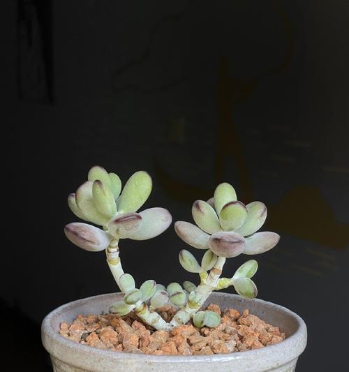 多肉怎么栽种？（打造多肉植物的绿意海洋）