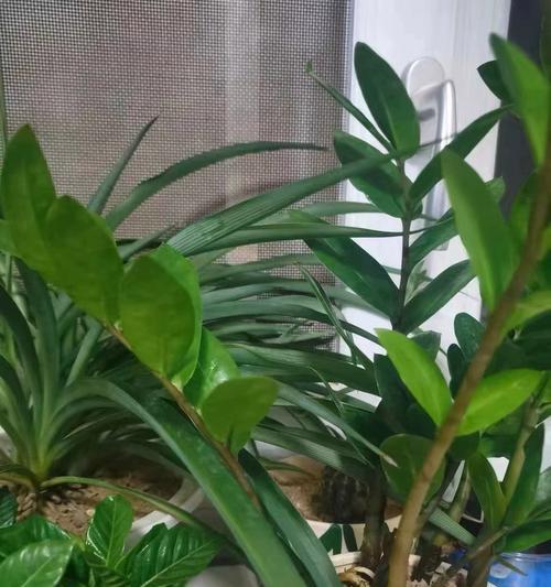如何养护植物摇钱树？（摇钱树的生长环境和护理要点）