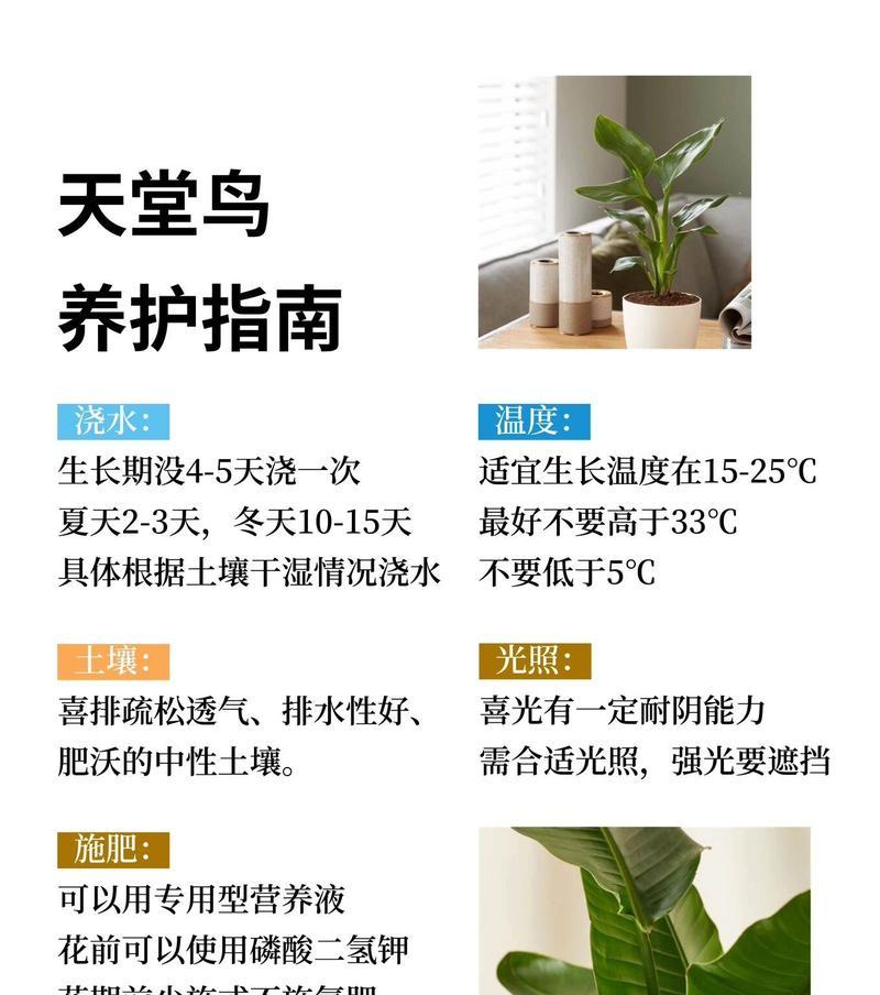 望鹤兰叶子裂开的原因与处理方法（探究望鹤兰叶子裂开的常见原因及有效的护理方法）