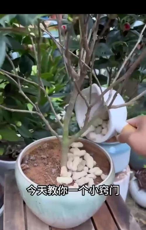 茶花不开花的原因及解决方法（探索茶花不开花的原因，为您提供有效的解决方法）