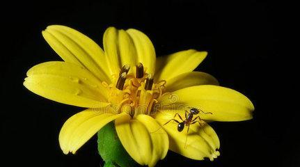 如何处理花卉长蚂蚁问题（快速有效的蚂蚁防治方法）