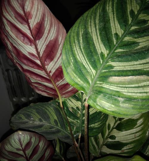 如何处理水培孔雀竹芋叶子焦边问题（一起探讨孔雀竹芋叶子焦边的原因和解决方法）