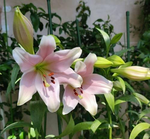 家居百合花的风水（揭秘百合花的风水禁忌与好处）