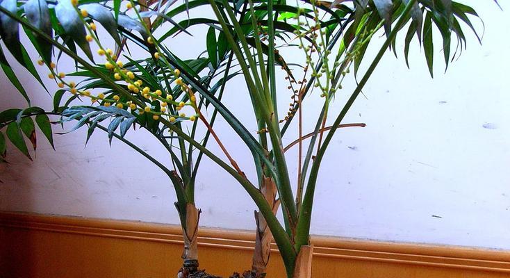 以袖珍椰子树水培技术栽培的方法与注意事项（打造美丽的室内植物，享受热带风情生活）