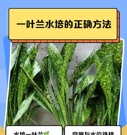 一叶兰的土壤要求与配搭方法（以土壤为主题，探讨一叶兰的合适土壤与搭配方式）
