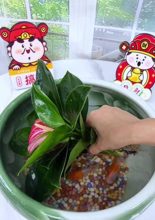 金钻水培与土培，哪种方式更适合植物生长？（比较金钻水培和土培的优缺点，让你做出正确选择）
