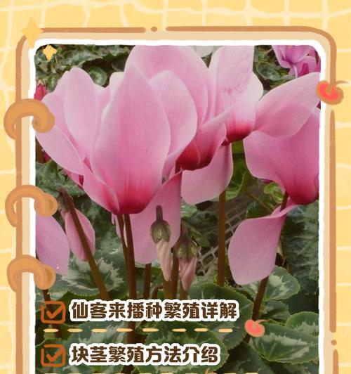 以仙客来种子的培养方法（从种子到成材，仙客来种子培养全攻略）