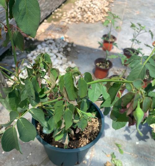 尿液浇花法，植物成长新突破（尿素肥料的功效及注意事项）
