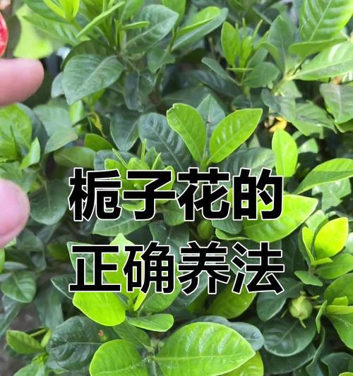 秋天如何正确浇水栀子花（学会栀子花的秋季浇水技巧，让花儿更加茁壮成长）