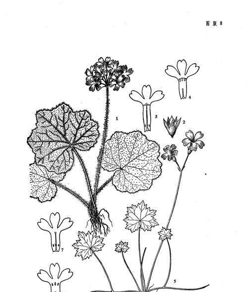 以报春花怎么授粉（揭开报春花授粉的奥秘）