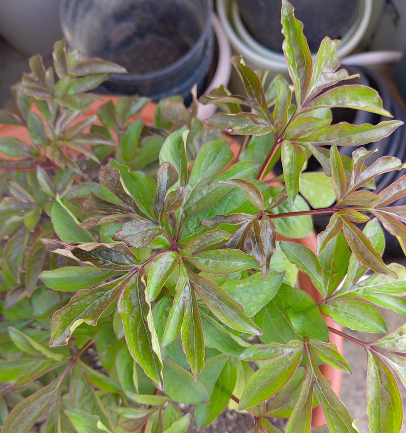 盆栽芍药的种植技巧（打造美丽花园的必备技能）