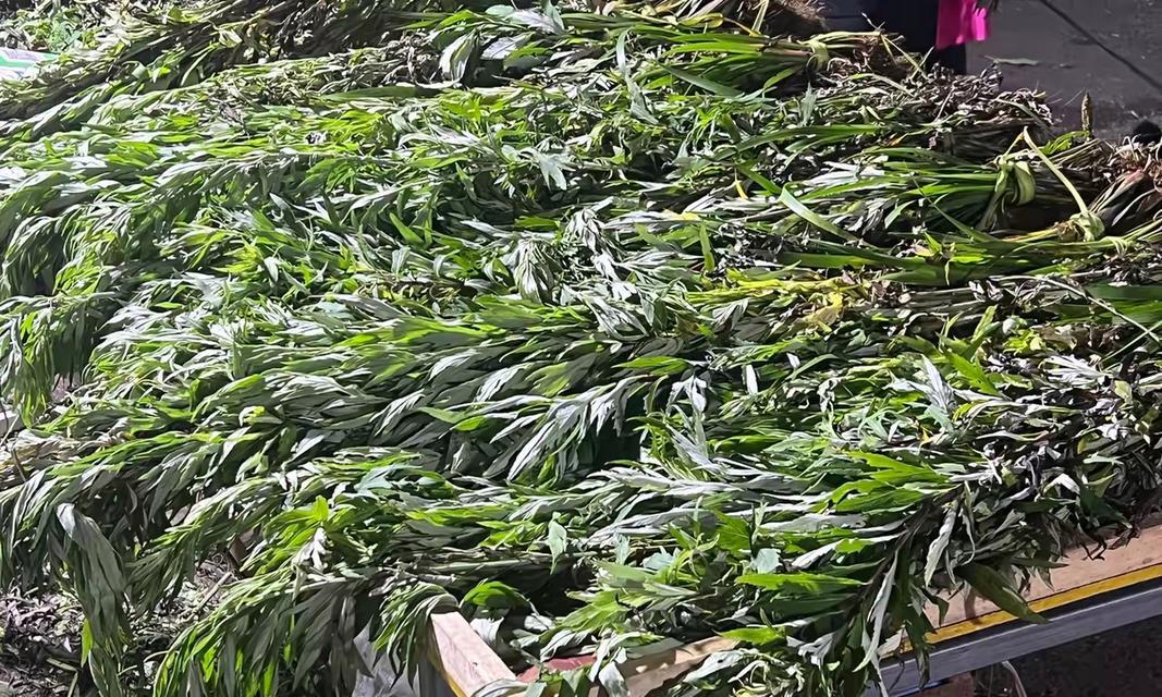 认识艾蒿——一种神奇的草本植物（从植物分类到药用价值，全面解析艾蒿）