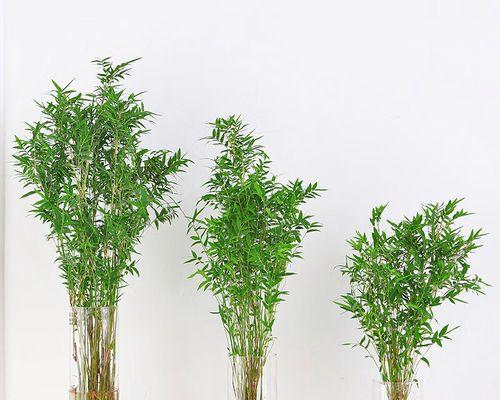 小型凤尾竹养护指南（打造绿意盎然的家居植物——小型凤尾竹的养护技巧）