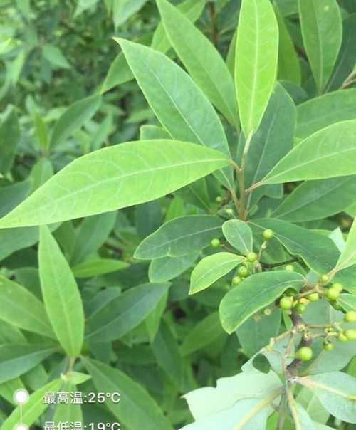 盆栽金蝉花的冬季养护技巧（室内金蝉花如何过冬，让它度过寒冷的季节）
