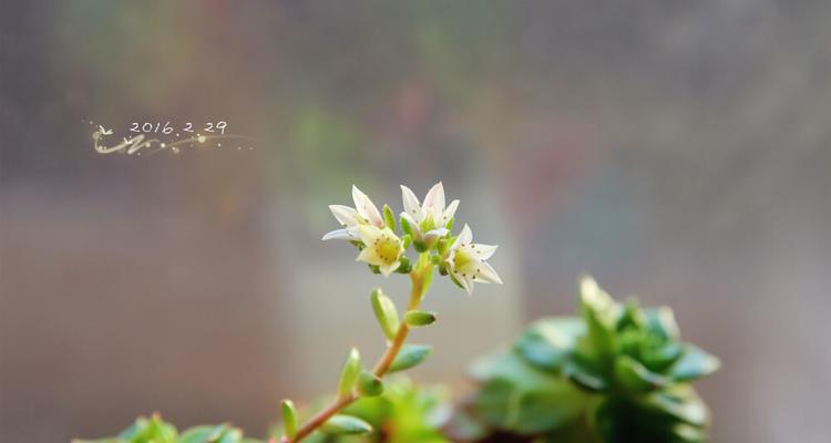 如何处理蒂亚开花问题（探讨蒂亚开花后的护理与管理）
