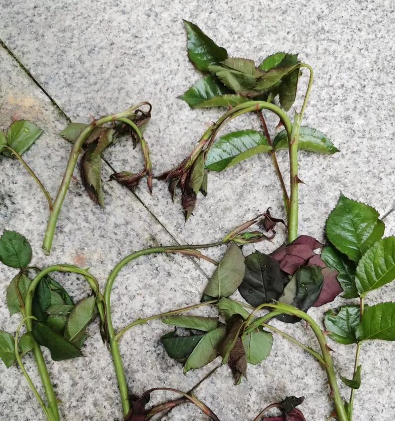 月季老根不生长的原因及解决方法（月季老根停止生长的关键问题是什么？如何解决这个问题？）