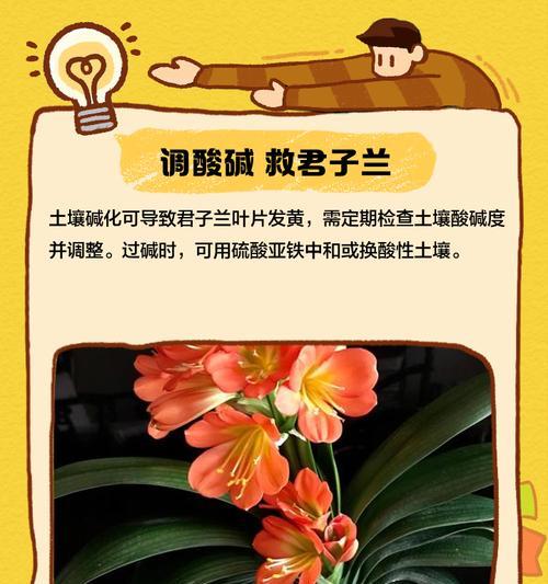 君子兰叶尖变干变黑的处理方法（解决君子兰叶尖变干变黑的有效措施）