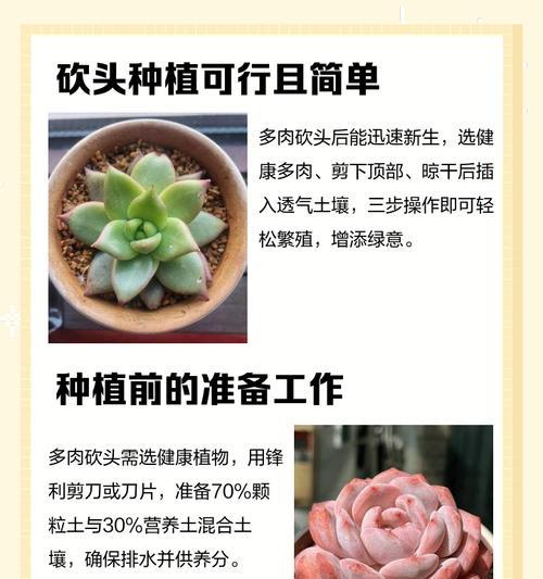 如何判断多肉植物是否被砍过（通过观察细节来辨别多肉植物是否经历过砍伐）