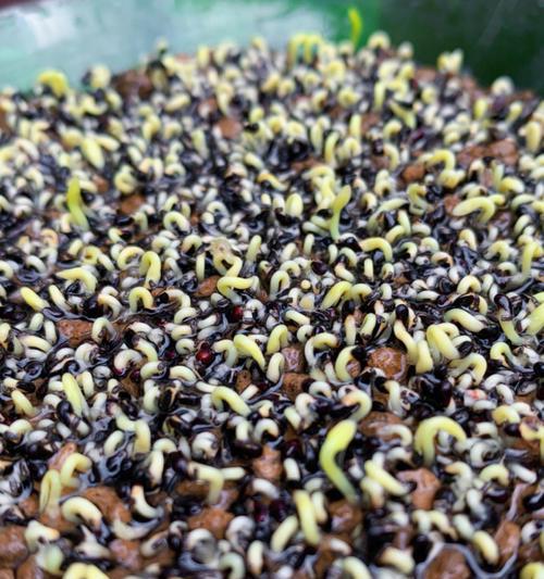 火龙果种子发芽时间及技巧（掌握关键技巧，火龙果种子3-6周发芽，开启美丽热带旅程）