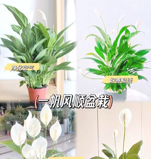 以一帆风顺花的养护之道（水养好土，保证花朵绽放艳丽）