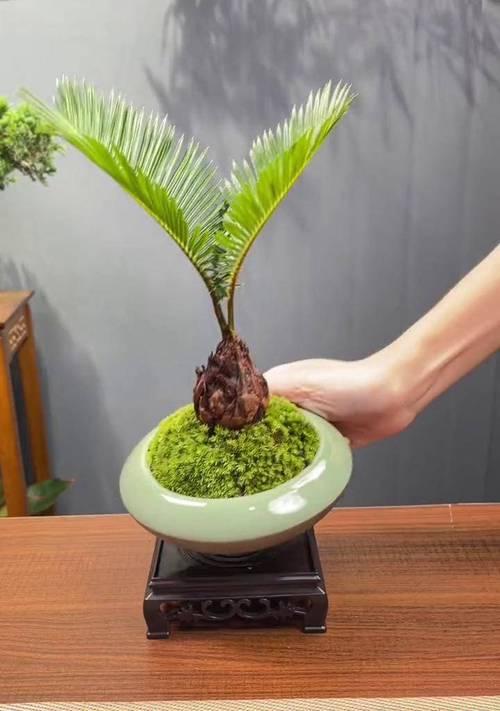 《铁树盆栽的养护指南》（铁树盆栽的种植方法、浇水频率、修剪技巧等关键要点全解析）