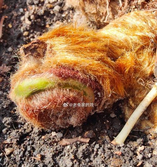 如何有效处理以植物狗为主题的问题（探索植物狗的特点和解决方法）
