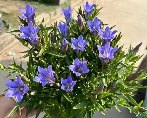龙胆花花期多长时间？一探究竟（揭秘龙胆花开花时间和特点，让你更好地欣赏它的美丽）