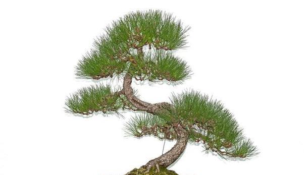 修剪成型松树盆景的技巧与方法（打造精美松树盆景，让盆景更具观赏价值）