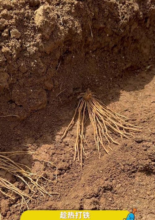 芦笋种植条件及适宜地区要求（为什么有些地区种植芦笋更加适合？——深度了解芦笋的种植条件）